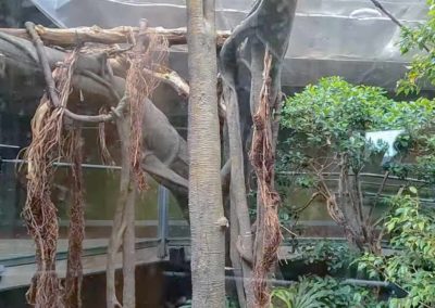 Faux arbres en mortier sculpté pour le Biodöme de GRENADE