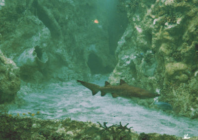 Décor polaire en béton sculpté pour l’aquarium Océanopolis de BREST