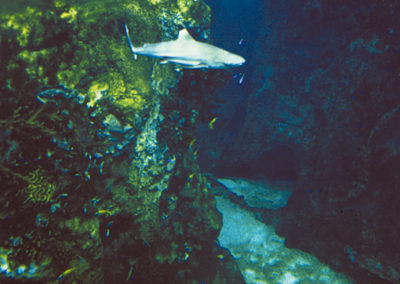 Décor polaire en béton sculpté pour l’aquarium Océanopolis de BREST