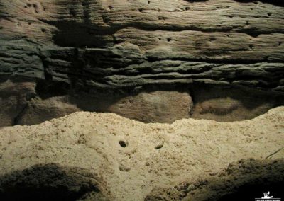 Reconstitution en béton de fonds marins pour Crétaquarium de GOURNES