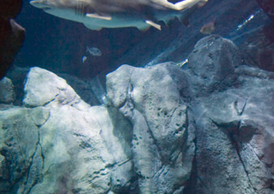 Reconstitution d’un écosystème en béton projeté pour l’aquarium de Gijón