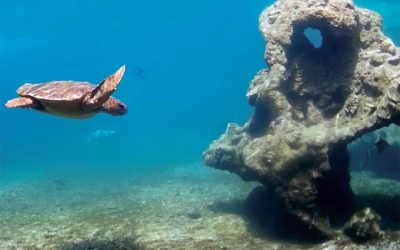 Reconstitution de décors pour les tortues marines – KÉLONIA
