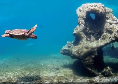 Reconstitution de décor pour les tortues marines de l’observatoire de Kélonia