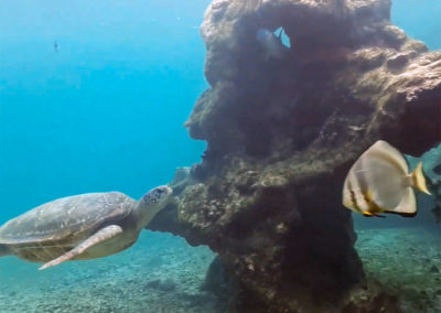 Reconstitution de décor pour les tortues marines de l’observatoire de Kélonia