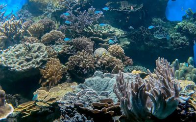 Récifs coralliens en béton sculpté – AQUARIUM DES LAGONS