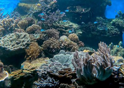 Reproduction de récifs coralliens en béton pour l’aquarium des LAGONS à Nouméa