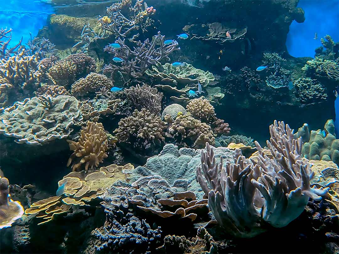 Reproduction de récifs coralliens en béton pour l’aquarium des LAGONS à Nouméa