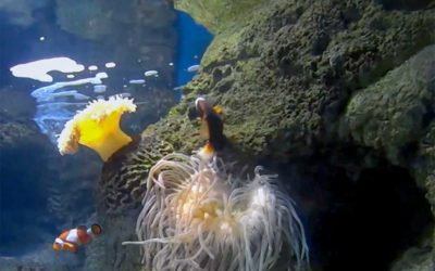 Réalisation d’un décor d’aquarium tropical – LANZAROTE