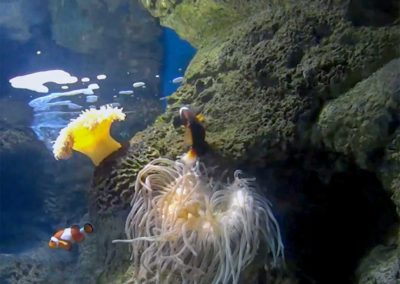 Réalisation d’un décor d’aquarium tropical - Aquarium de Lanzarote