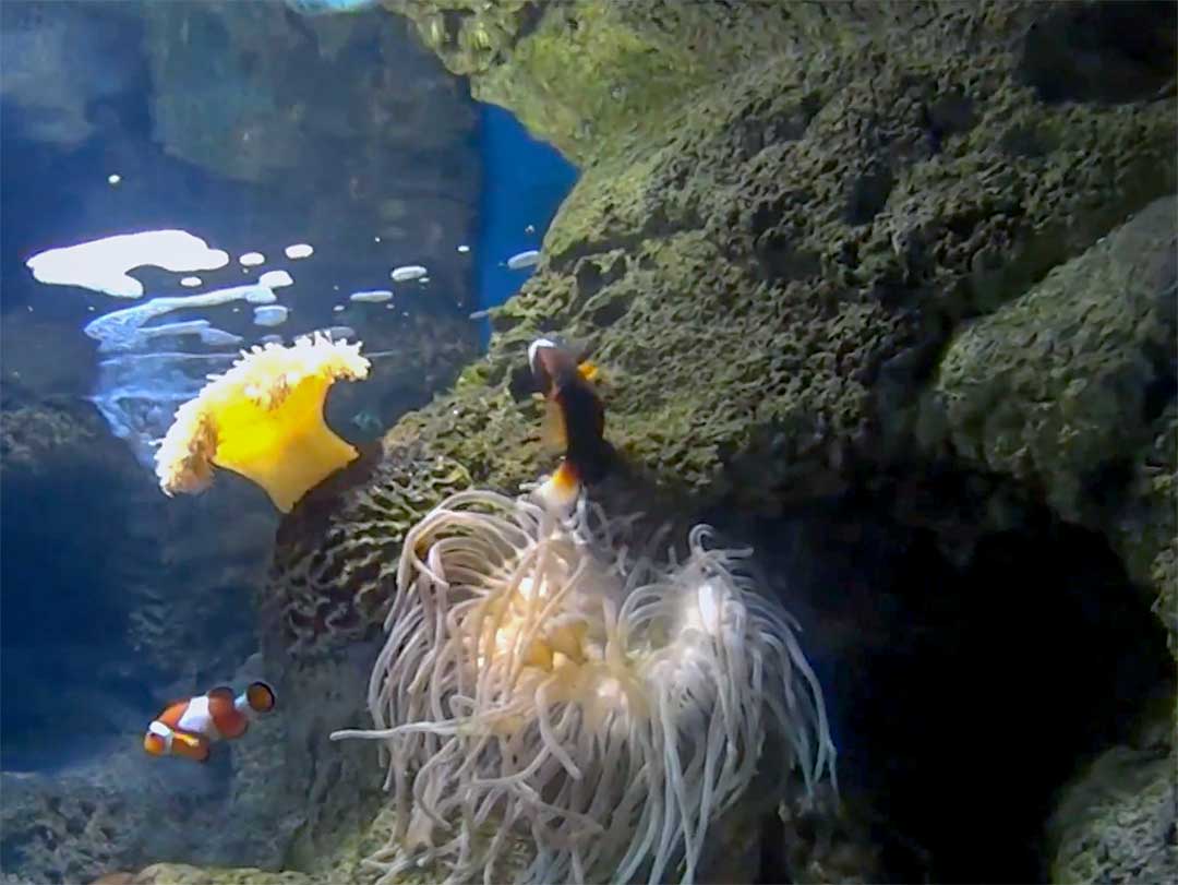Réalisation d’un décor d’aquarium tropical - Aquarium de Lanzarote