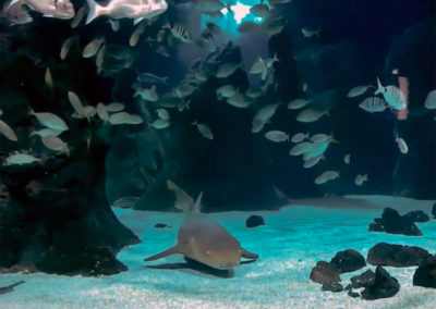 Réalisation d’un décor d’aquarium tropical - Aquarium de Lanzarote