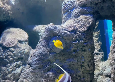 Réalisation d’un décor d’aquarium tropical - Aquarium de Lanzarote