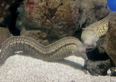 Réalisation d’un décor d’aquarium tropical - Aquarium de Lanzarote