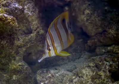 Décor en béton d’une fosse à requins pour l’aquarium Plymouth