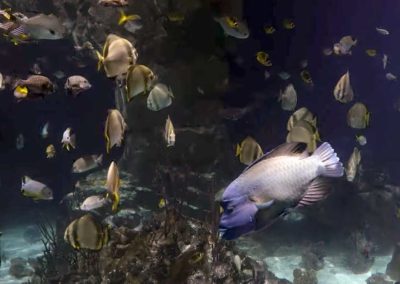 Décor en béton d’une fosse à requins pour l’aquarium Plymouth