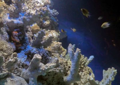 Décor en béton d’une fosse à requins pour l’aquarium Plymouth