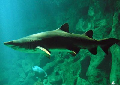 Conception et création de décors en béton pour l’Aquarium de LA ROCHELLE