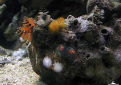 Conception et création de décors en béton pour l’Aquarium de LA ROCHELLE