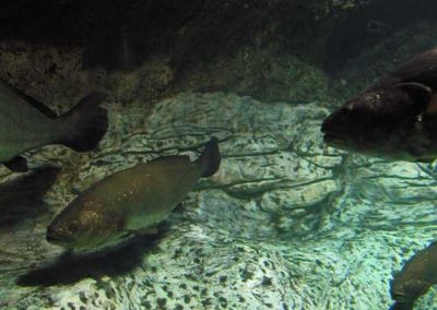 Conception et création de décors en béton pour l’Aquarium de LA ROCHELLE