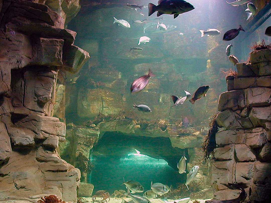 decor-aquarium-rochelle-7 Conception et création de décors en béton pour l’Aquarium de LA ROCHELLE