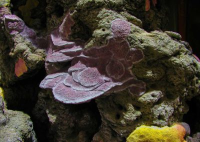 Création de décor en atelier pour l’aquarium de SanSébastian-Donostia