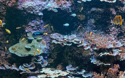 Décor en béton de milieux marins – AQUARIUM DE SAINT-SEBASTIEN