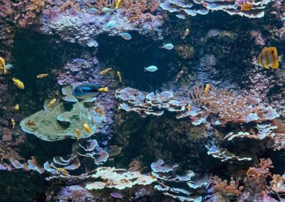 Création de décor en atelier pour l’aquarium de SanSébastian-Donostia