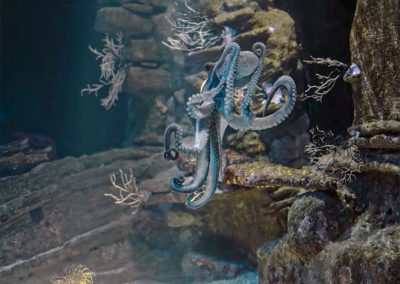 Création de décor en atelier pour l’aquarium de SanSébastian-Donostia