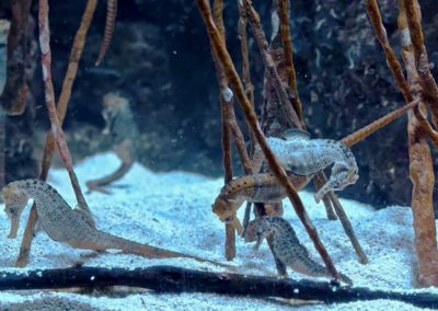 Création de décor en atelier pour l’aquarium de SanSébastian-Donostia