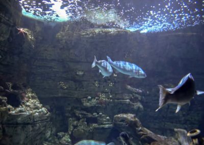 Scénographie et décor en béton artistique pour l’aquarium de Cabrera, Sant Jordi