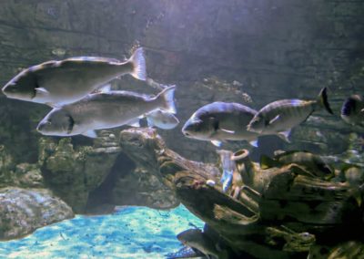 Scénographie et décor en béton artistique pour l’aquarium de Cabrera, Sant Jordi