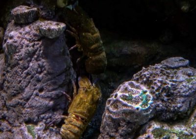 Scénographie et décor en béton artistique pour l’aquarium de Cabrera, Sant Jordi