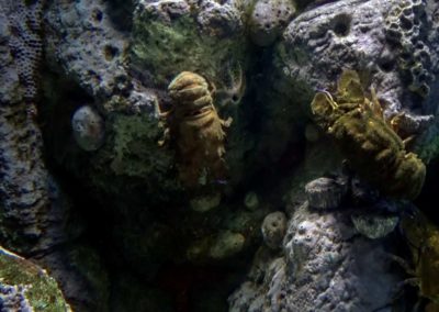 Scénographie et décor en béton artistique pour l’aquarium de Cabrera, Sant Jordi