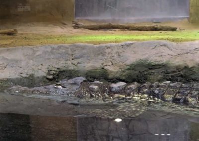 Décor de bassins d’eau douce pour l’Aquarium de SARAGOSSE