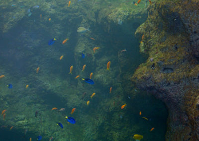 Création d’une fosse corallienne en béton sculpté pour l’aquarium de Lyon