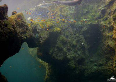 Création d’une fosse corallienne en béton sculpté pour l’aquarium de Lyon