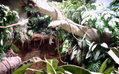 Reconstitution de décors tropicaux amazoniens – PARC FAUNIA