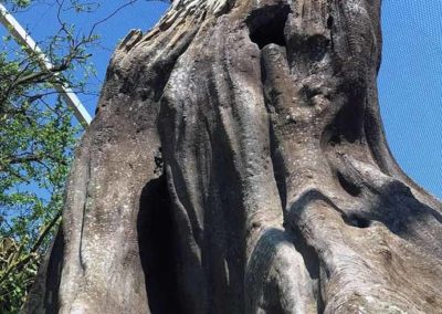 Décor tropical de piscine en béton sculpté - DOMAINE DES ORMES