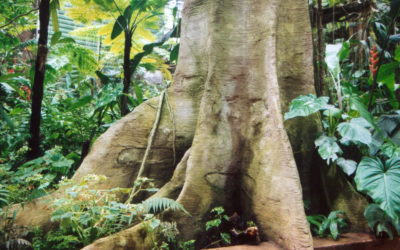 Décor en béton de serre tropicale – OCEANOPOLIS DE BREST